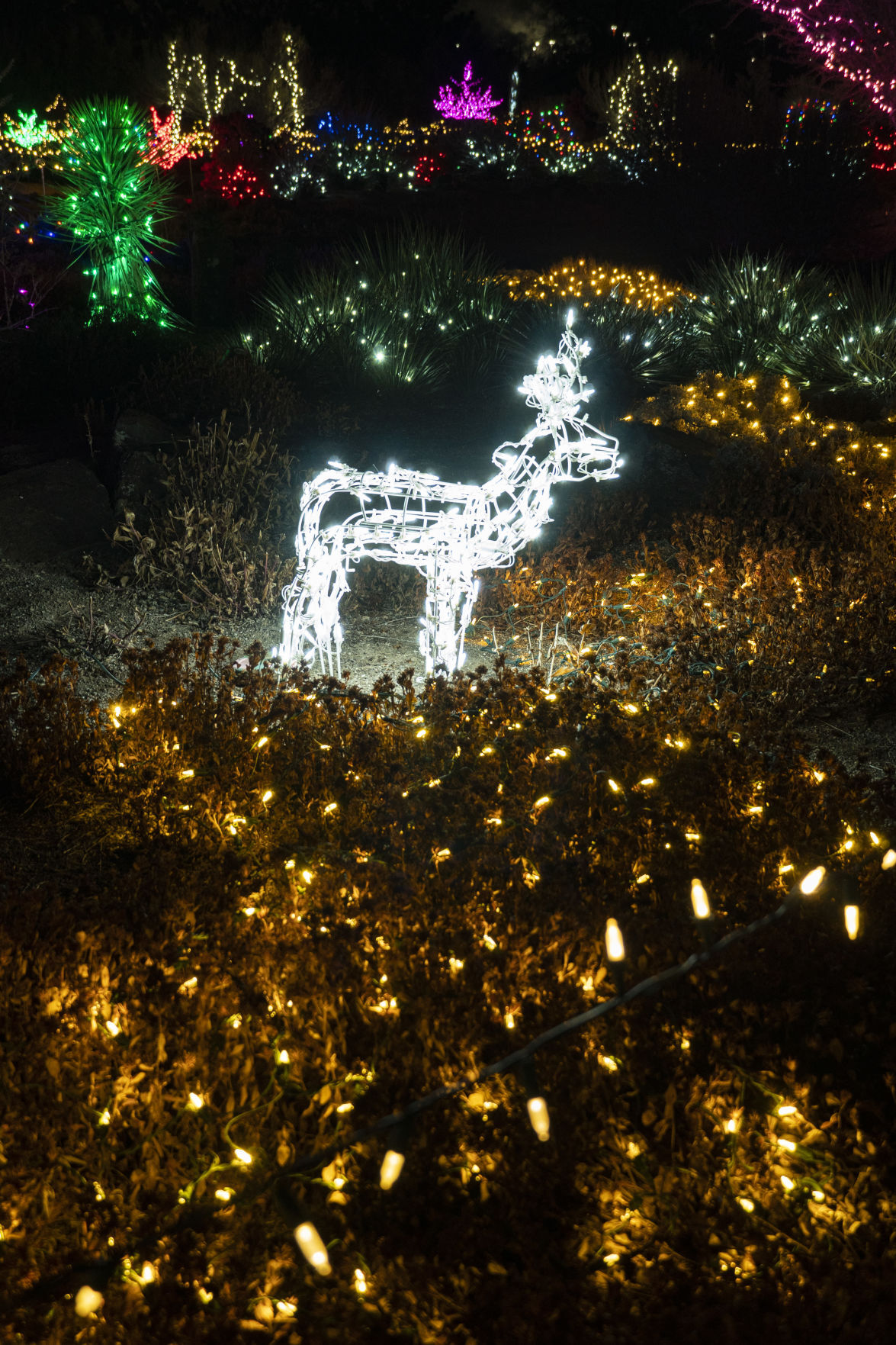 Christmas in the Garden
